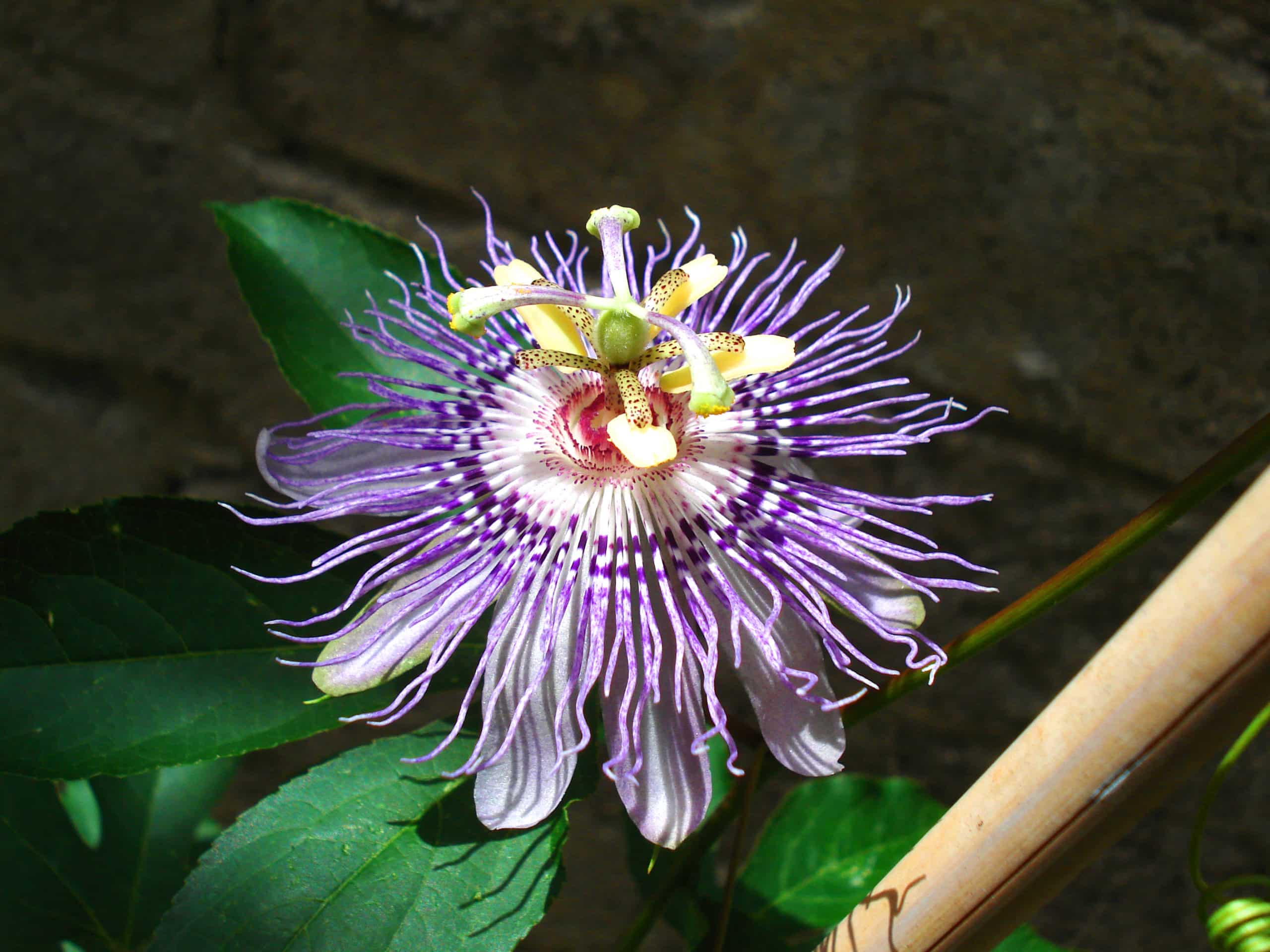 Passionflower » HF&G