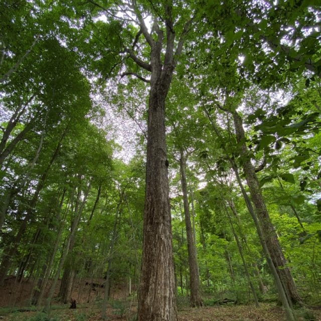 Upper Baldwin Working Woods Extension