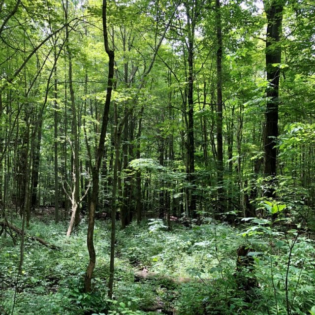 Working Woods
