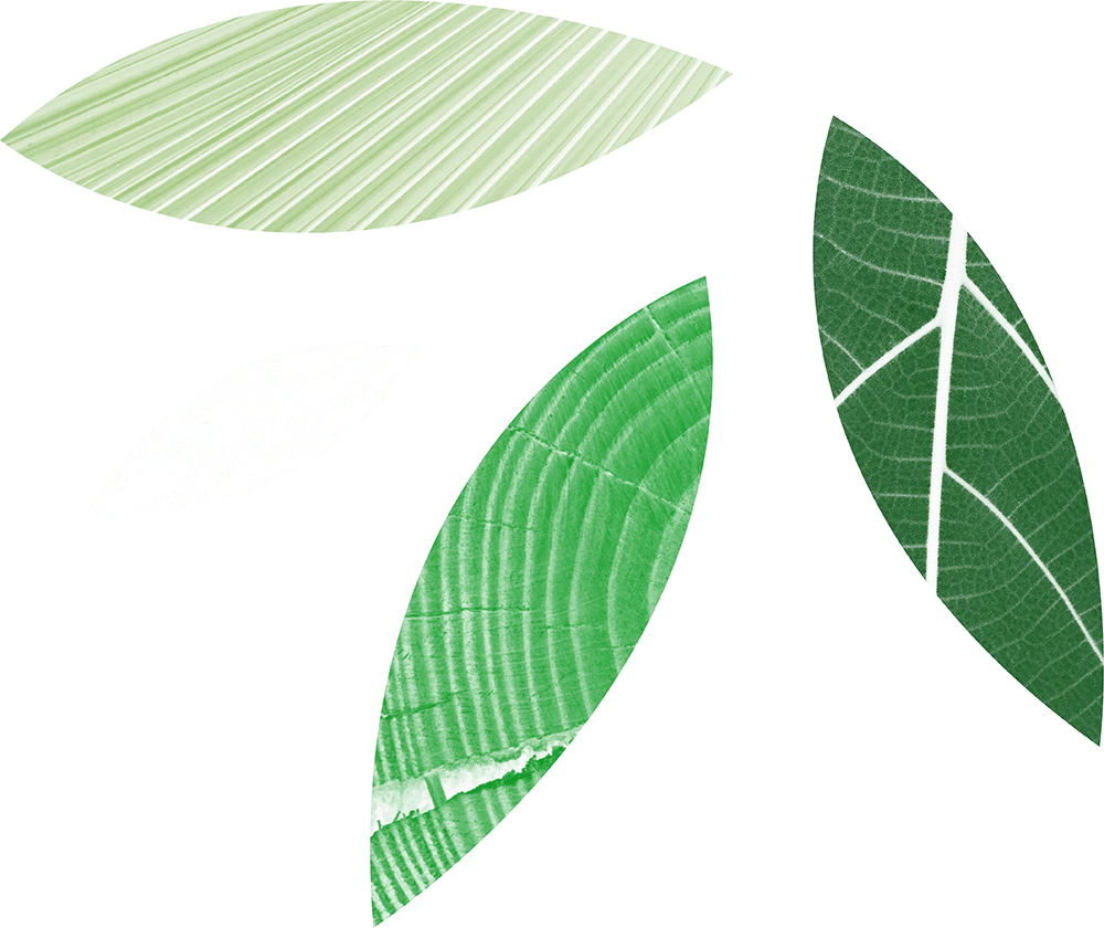 Leaves