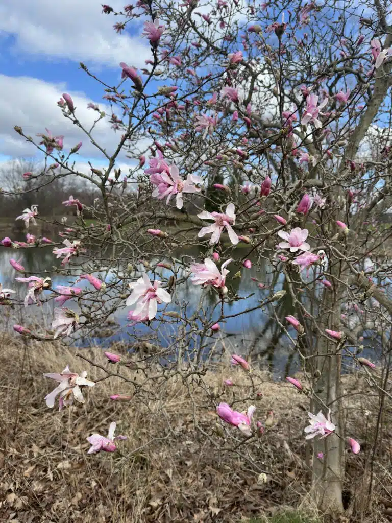 Magnolia 'Leonard Messel'