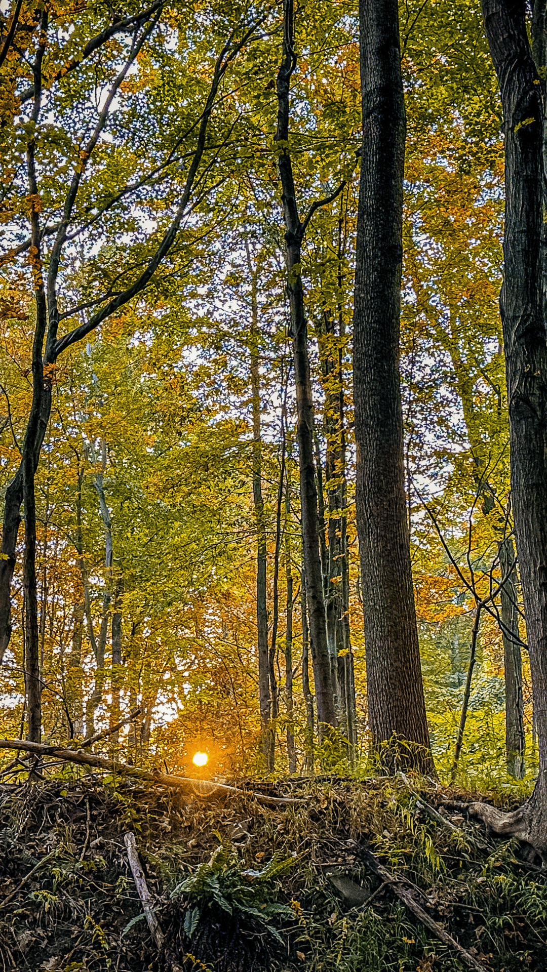 forest sunrise